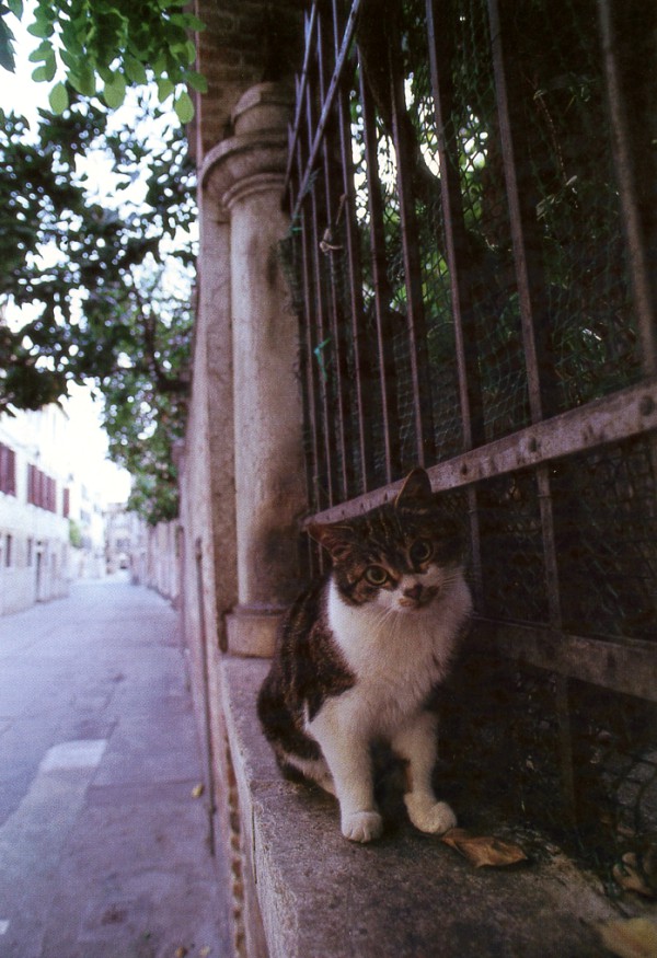 famous cat photography