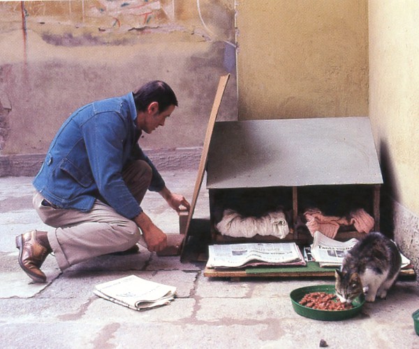 stray cat care italy