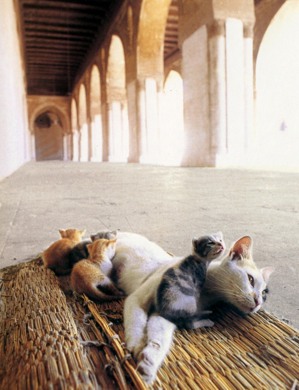 cute kittens