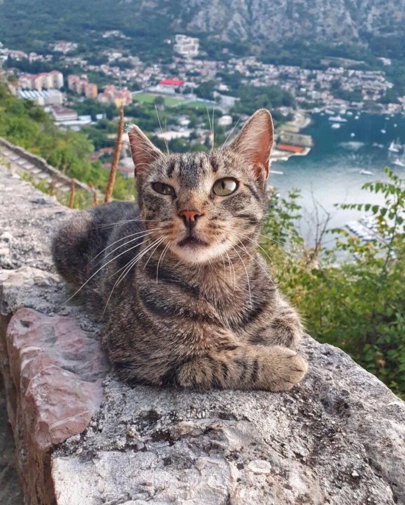 Fortress of St. John cat