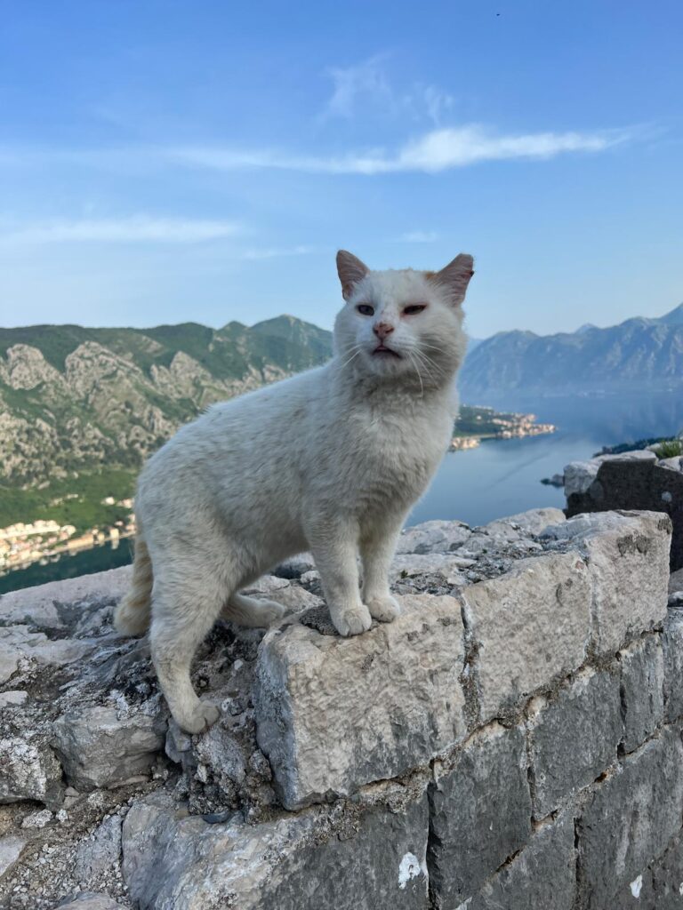 Kotor Kitties