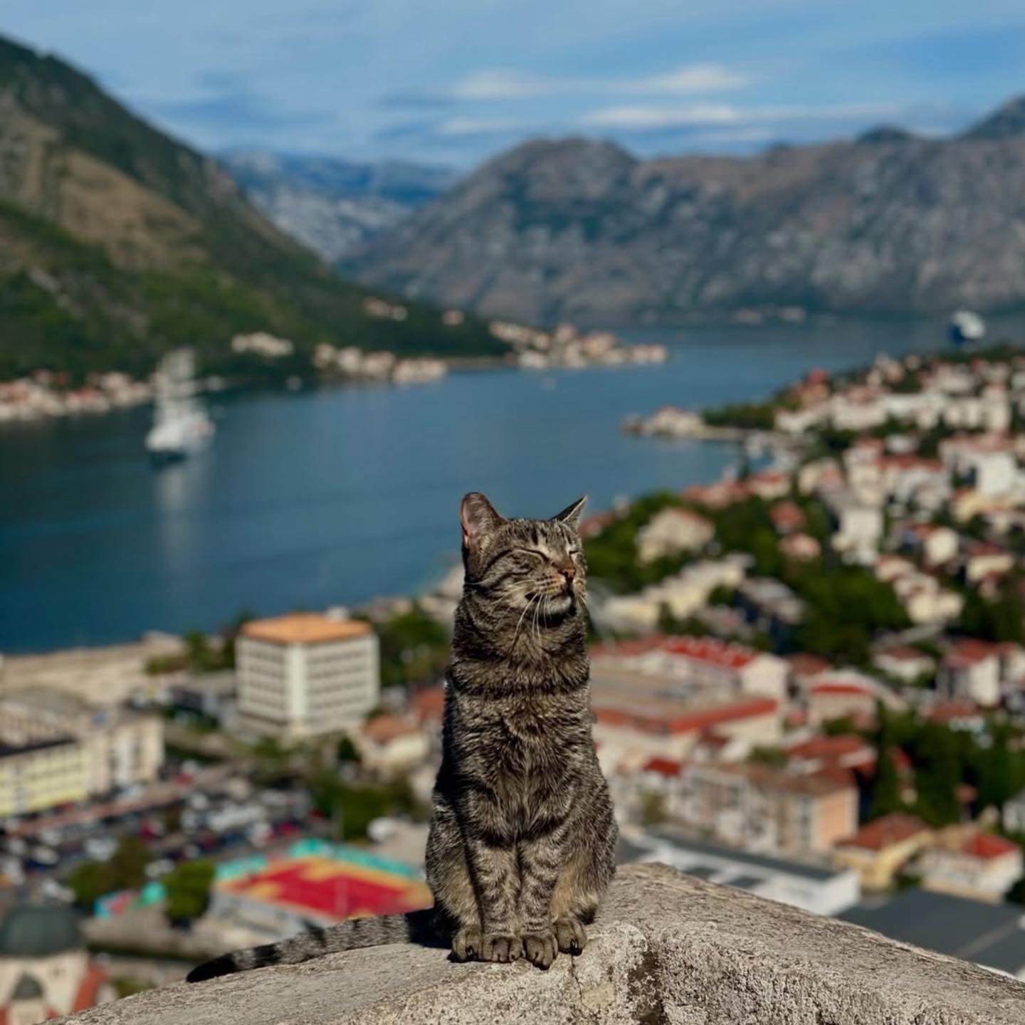 Kotor