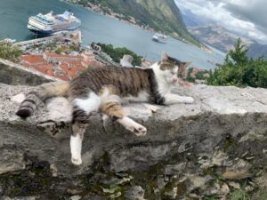 Montenegro cats TNR