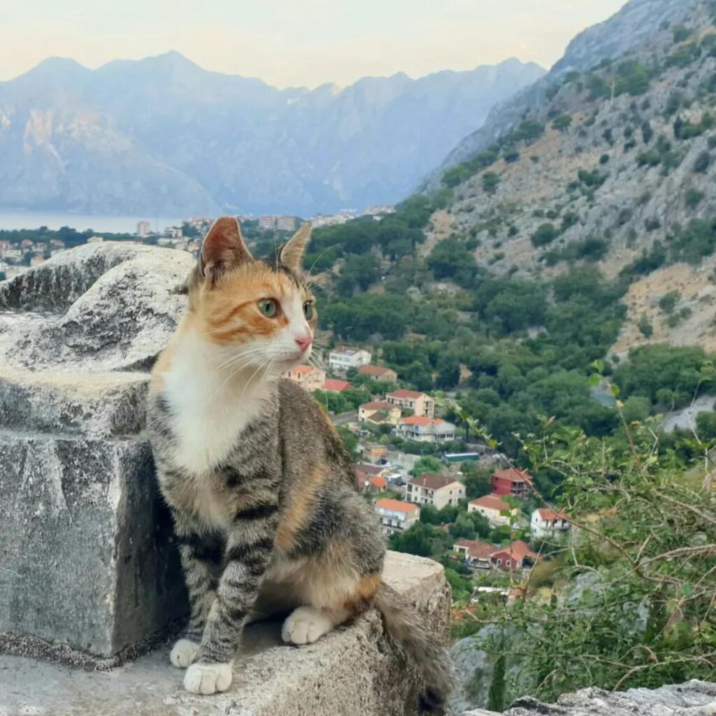 street cats of Kotor
