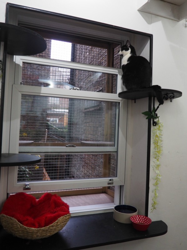 cat café london