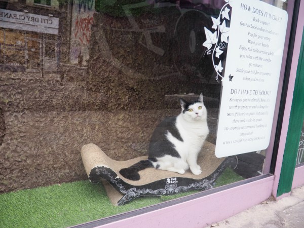 cat café rules