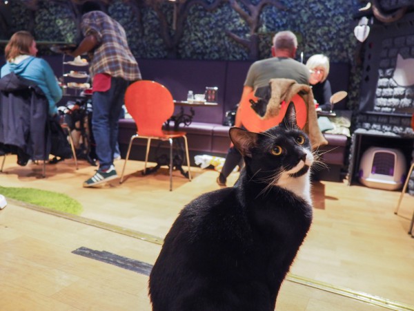 cat emporium london