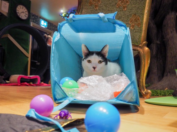 cat playing with toys