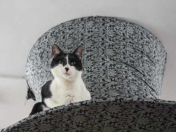 cats london cat café