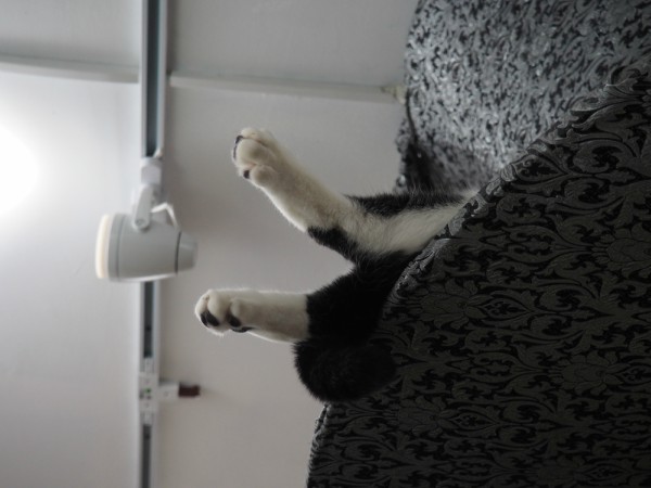 cats paws