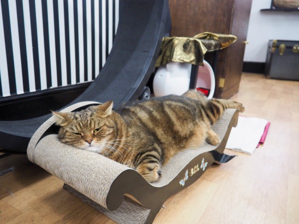 lady dinahs cat café