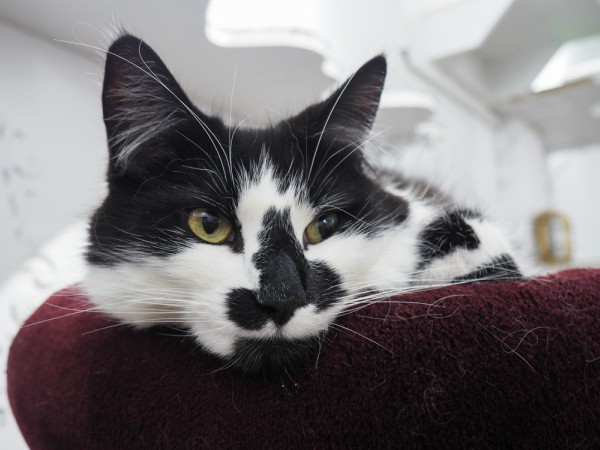 lady dinah's cat emporium london