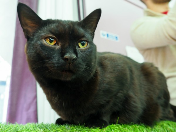 london cat emporium