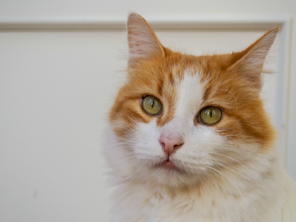 turkish van cat
