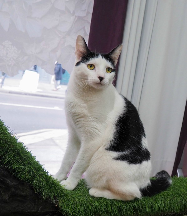 wendy london cat café
