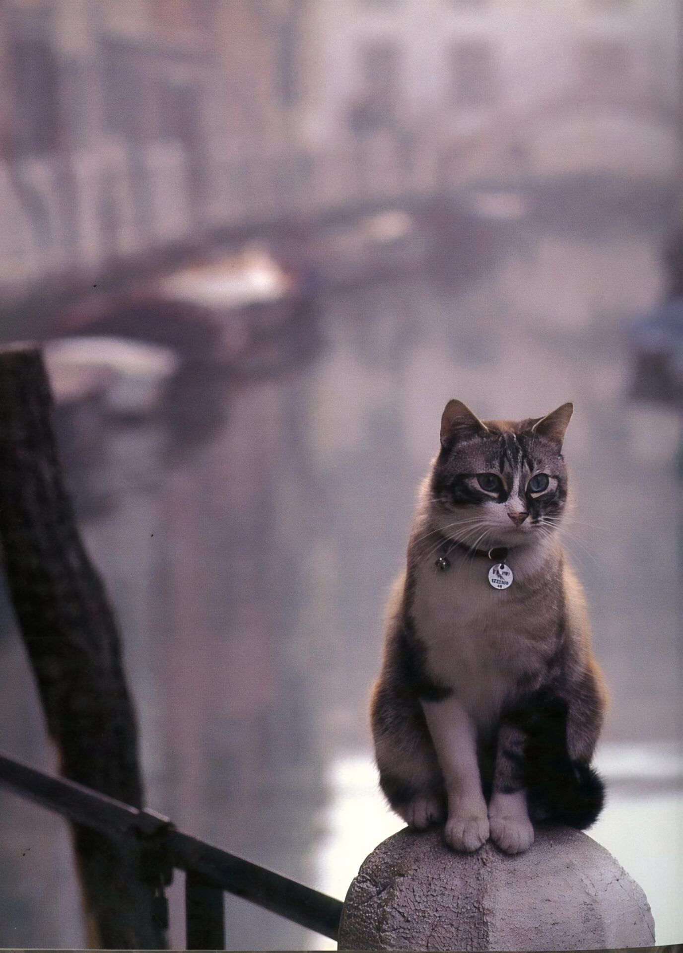 cats of Venice