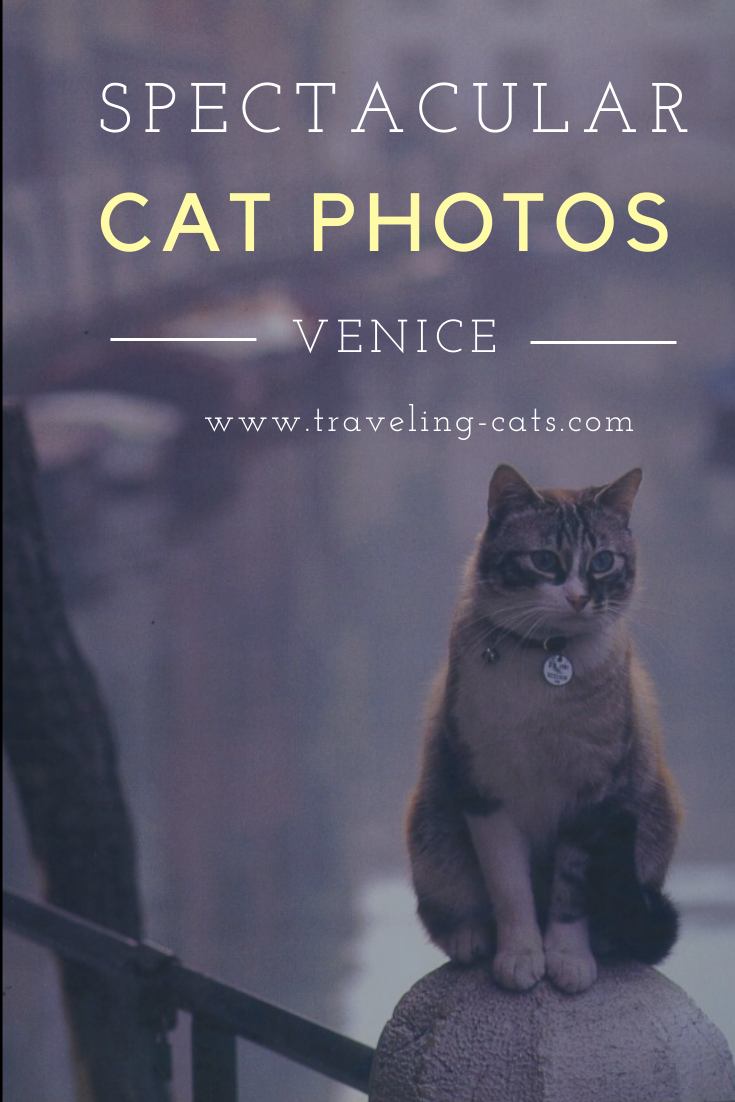 spectacular cat photos