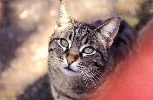 tabby cat with beautiful face