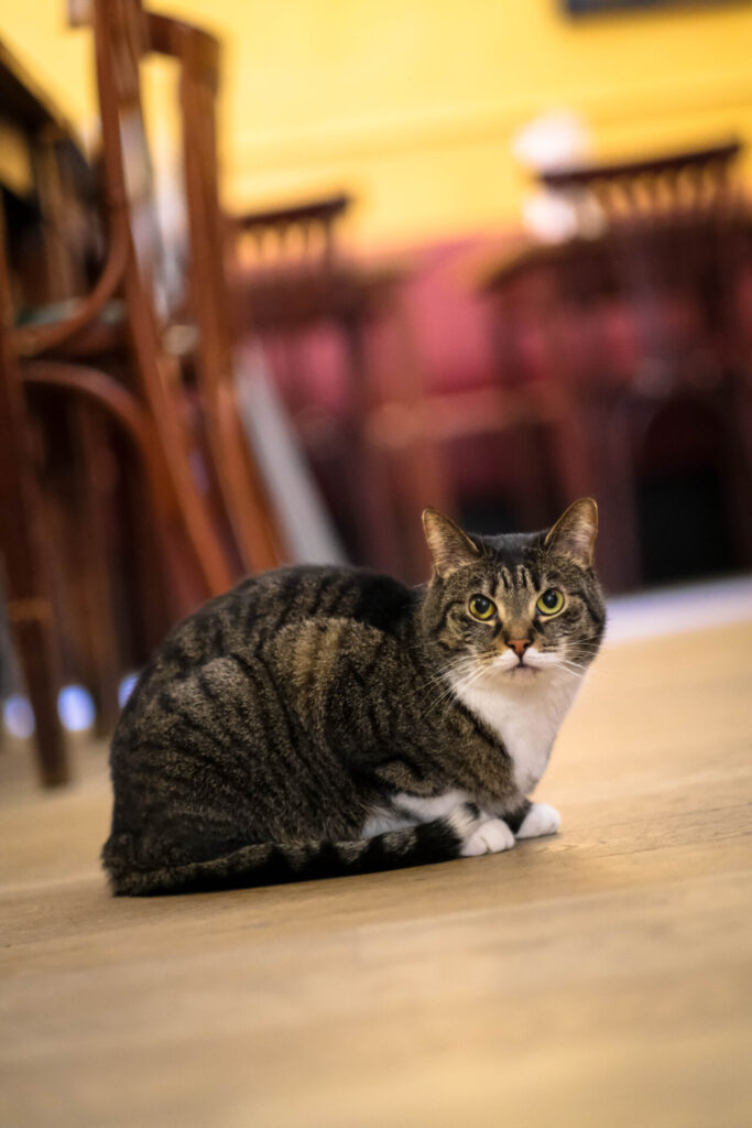 Kitty from the Brussels Brasserie Mokafé