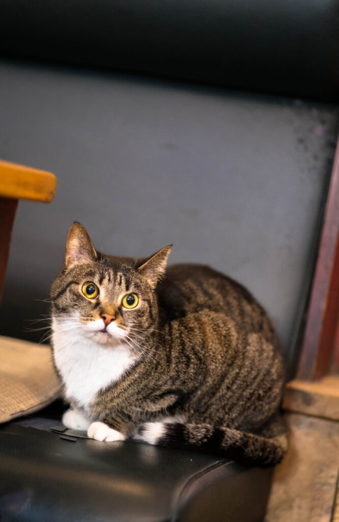 Kitty from the Mokafé brasserie in Brussels