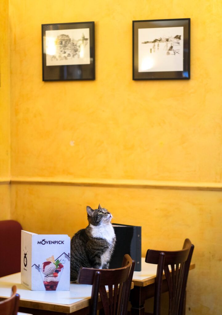 chat du Mokafé