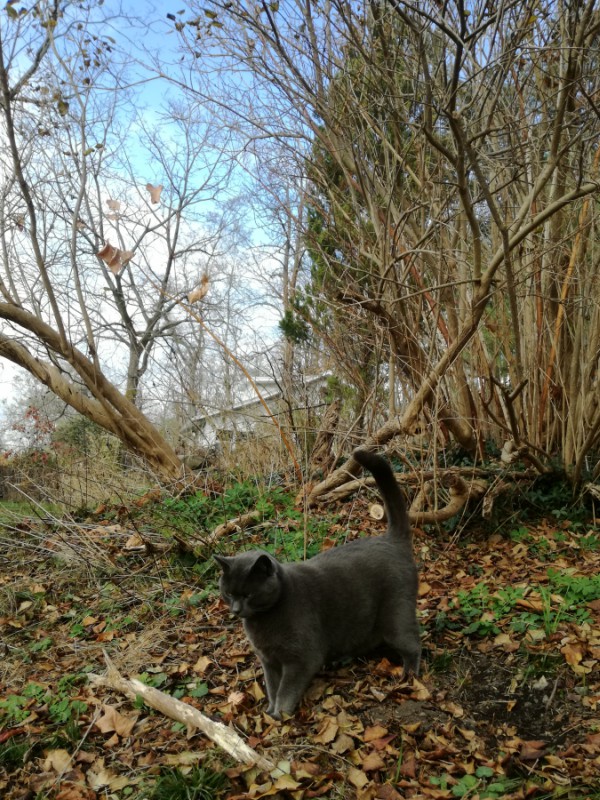 ithaca walking trails