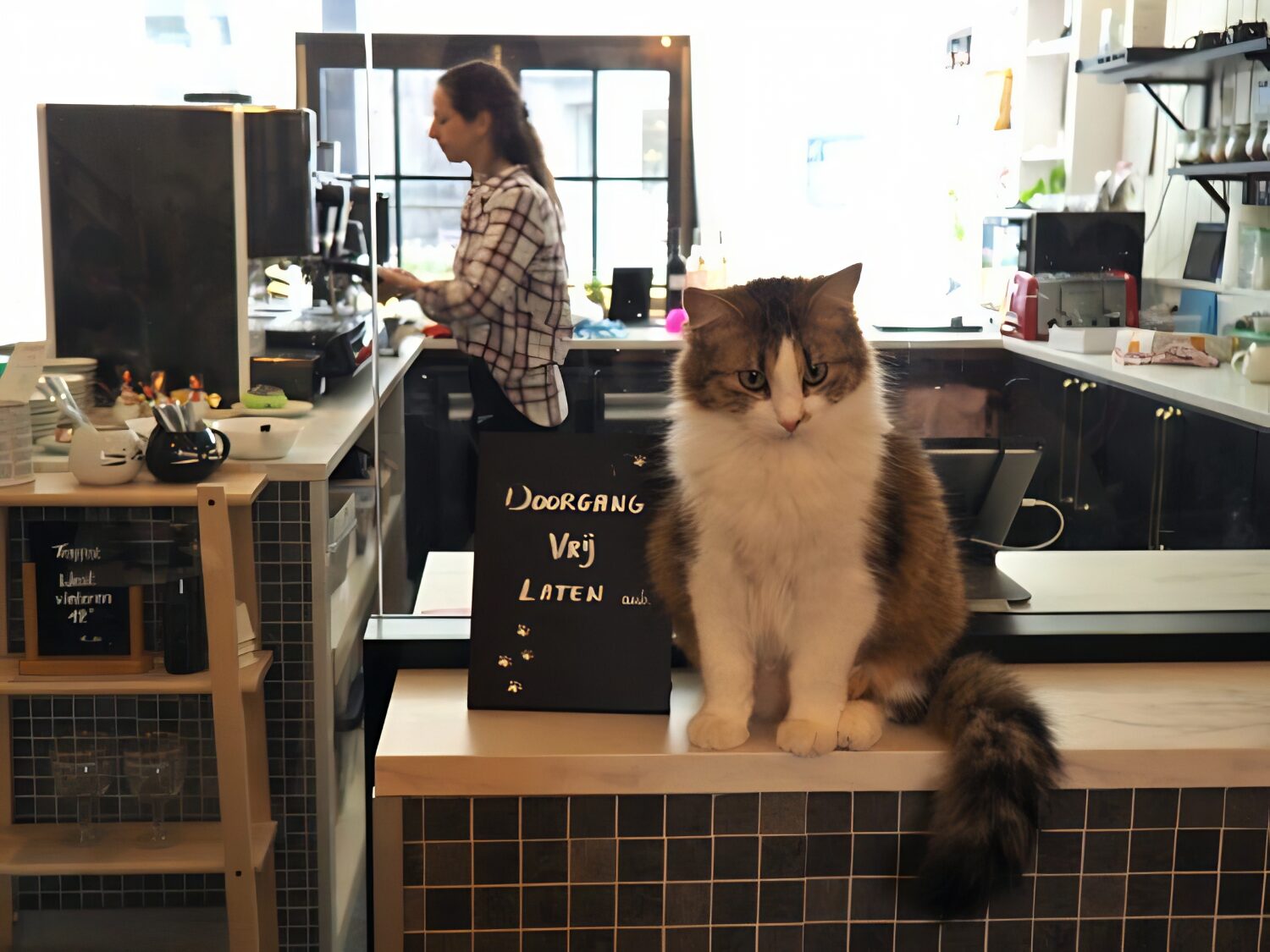 Kuroneko cat cafe