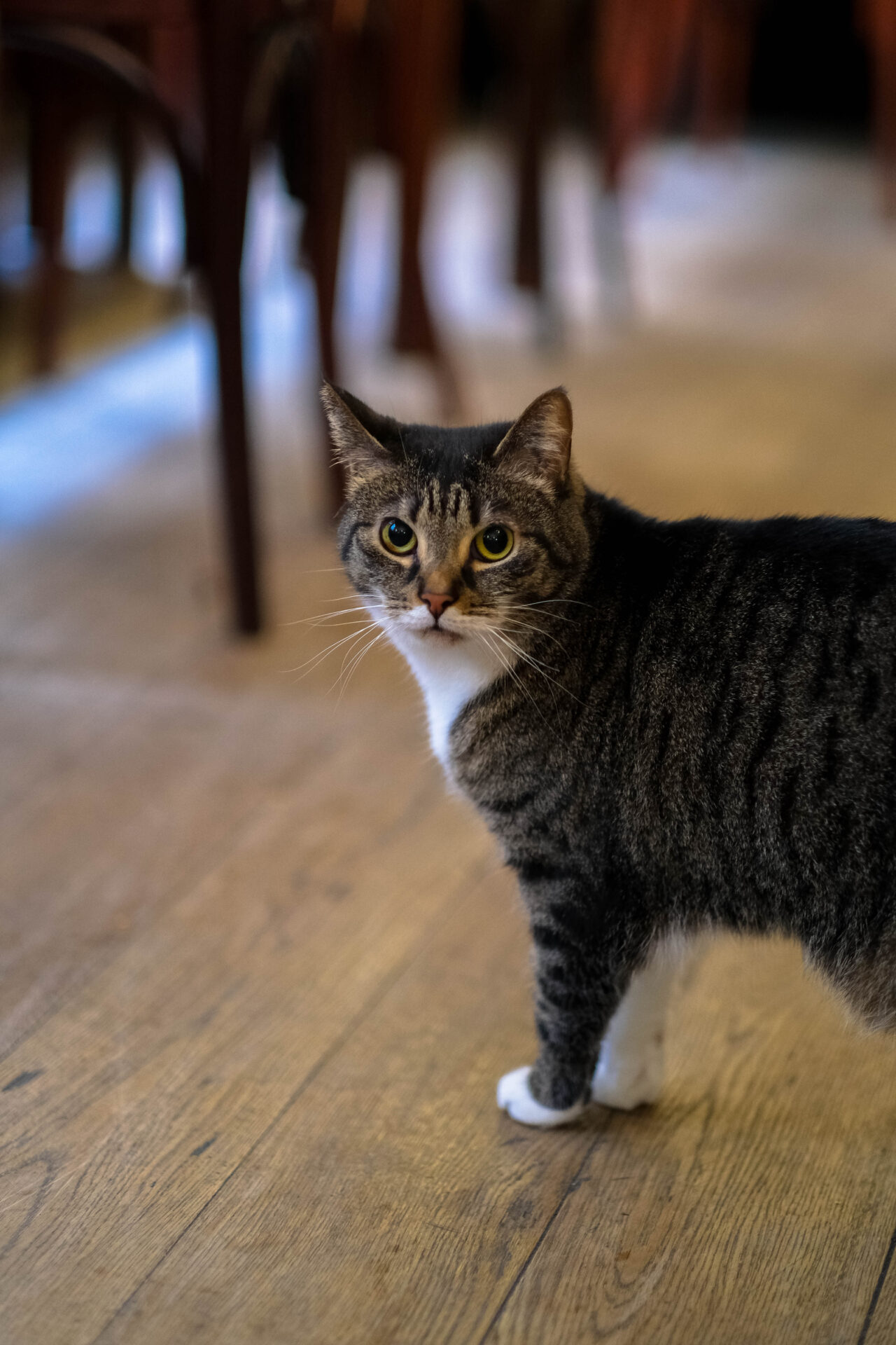 Kitty from the Mokafé brasserie in Brussels