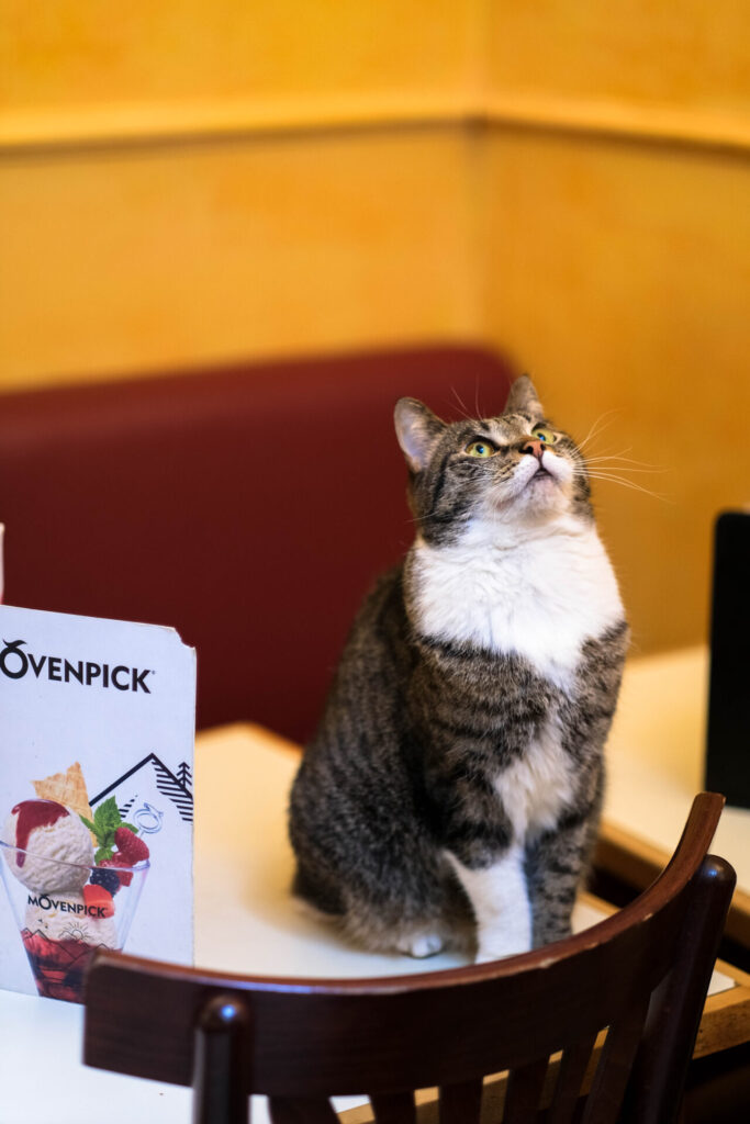 Mokafé chat