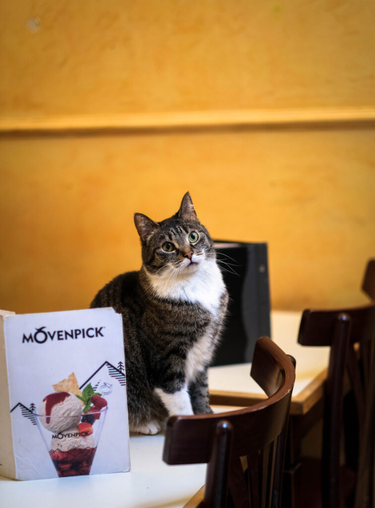 Mövenpick cat