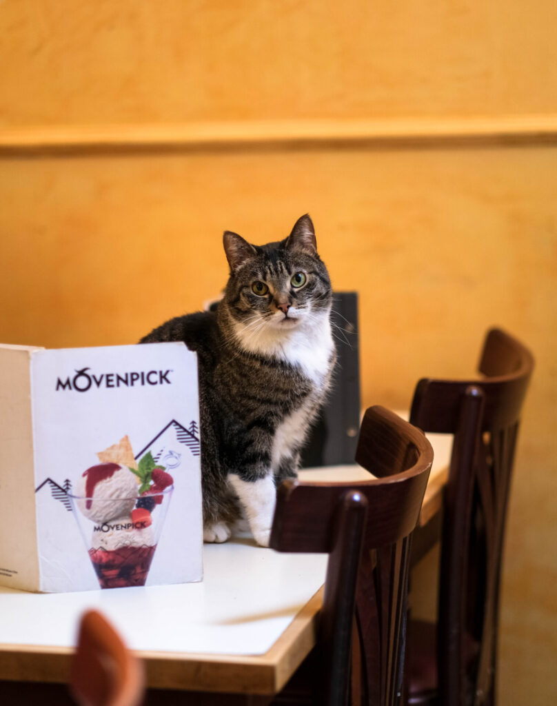Kitty recommending Mövenpick ice cream