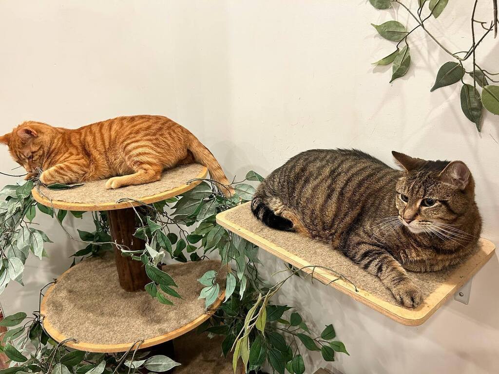 Mount Purrnon Cat Café and Wine Bar in Alexandria, Virginia