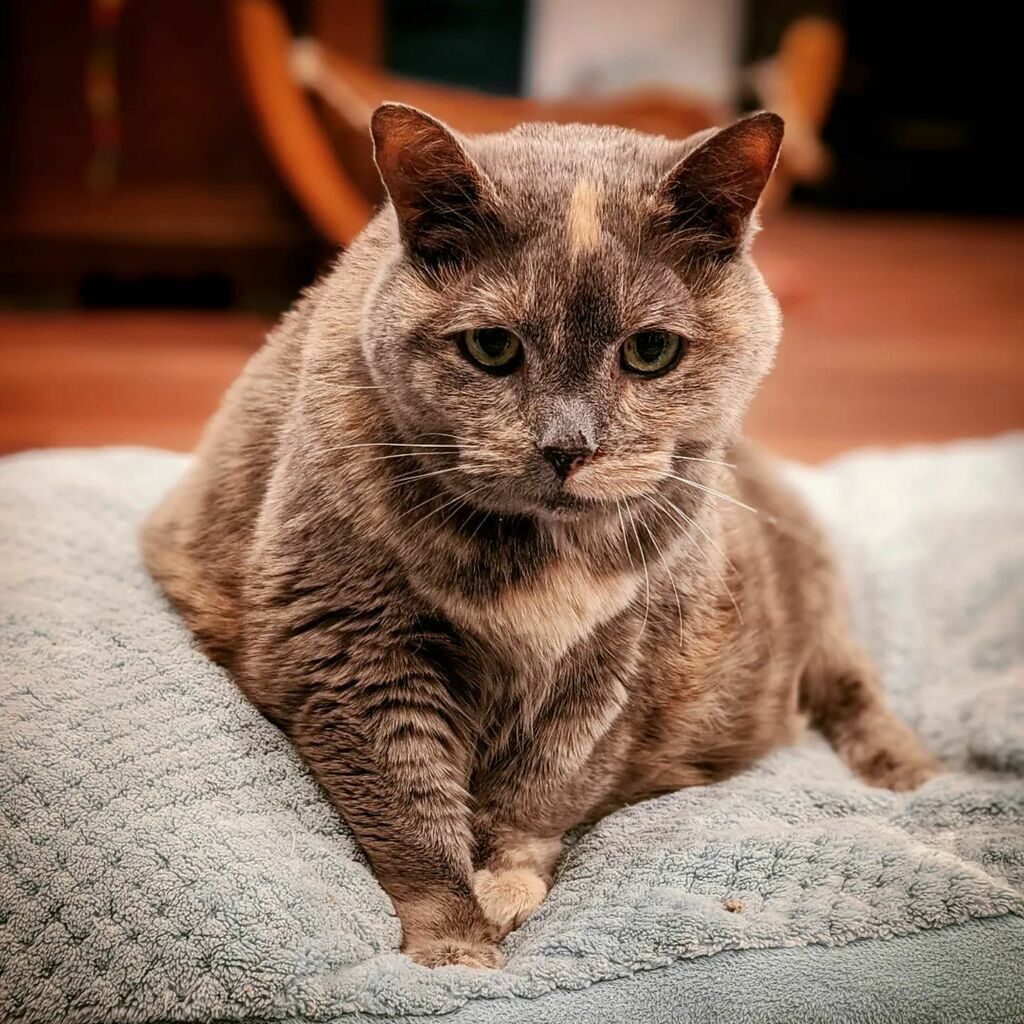 Mount Purrnon Cat Café and Wine Bar in Alexandria, Virginia