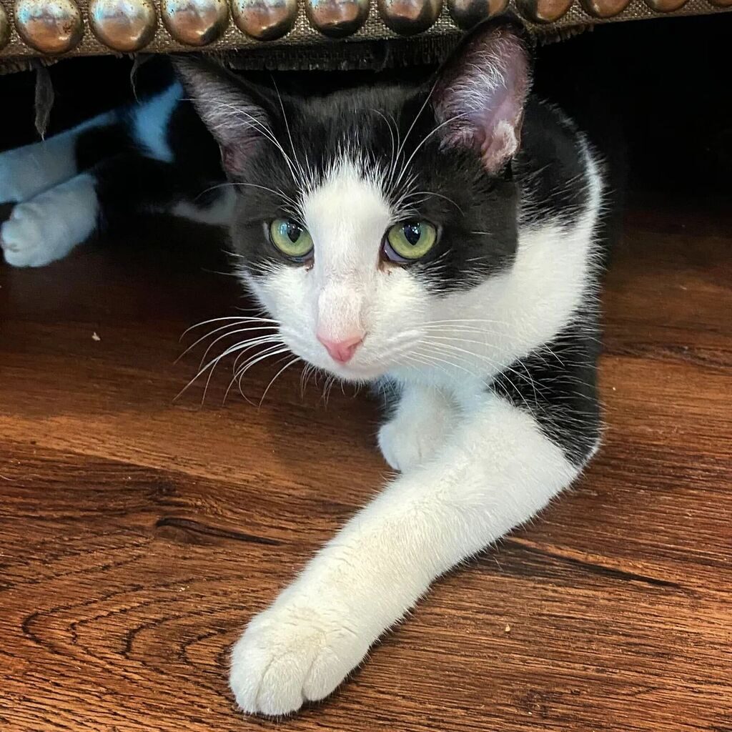 Black and white cat at Mount Purrnon Cat Café and Wine Bar in Alexandria, Virginia