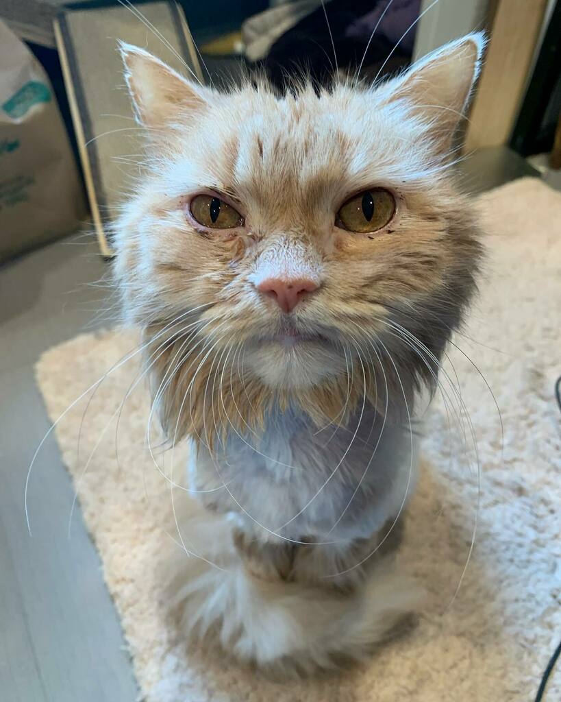 Mount Purrnon Cat Café and Wine Bar in Alexandria, Virginia
