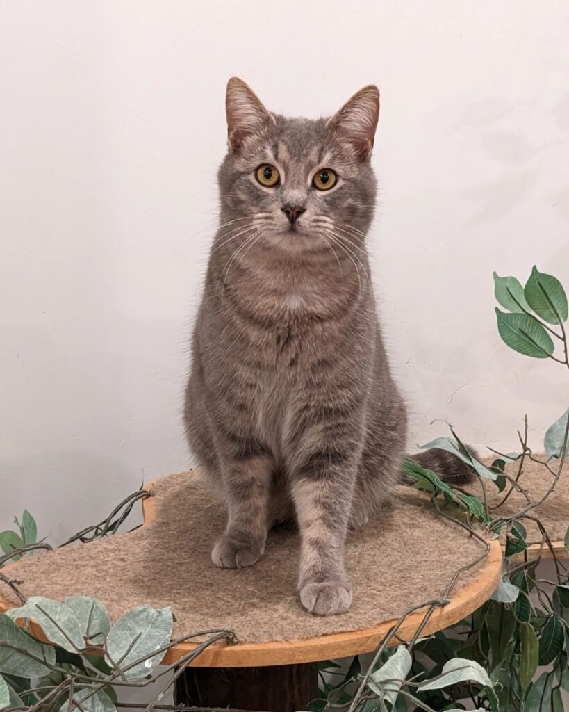 Mount Purrnon Cat Café and Wine Bar in Alexandria, Virginia