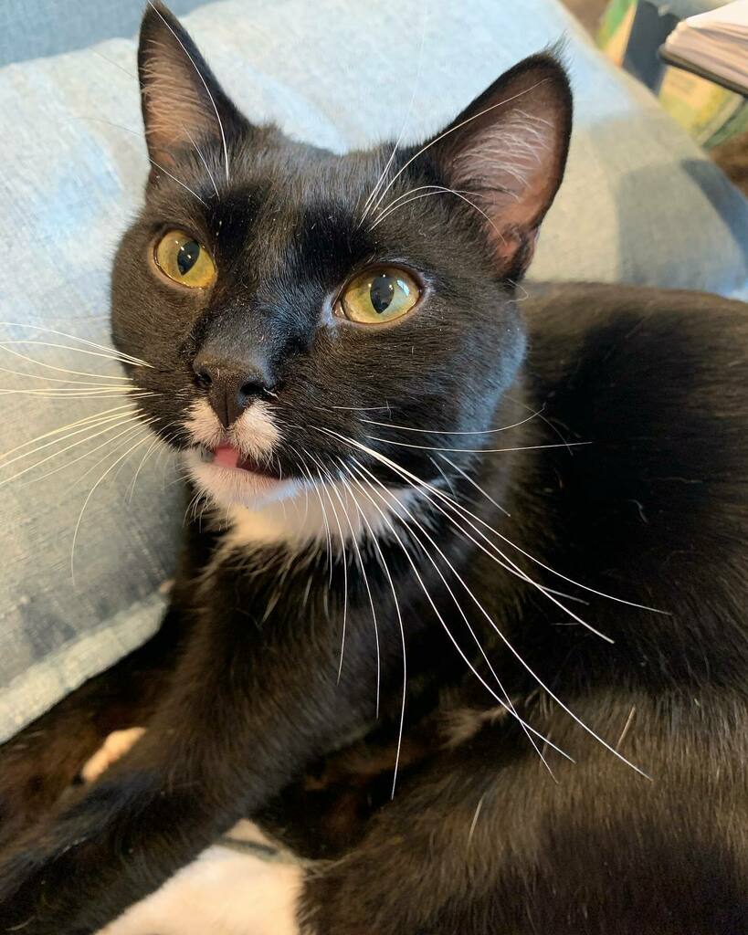 Mount Purrnon Cat Café and Wine Bar in Alexandria, Virginia