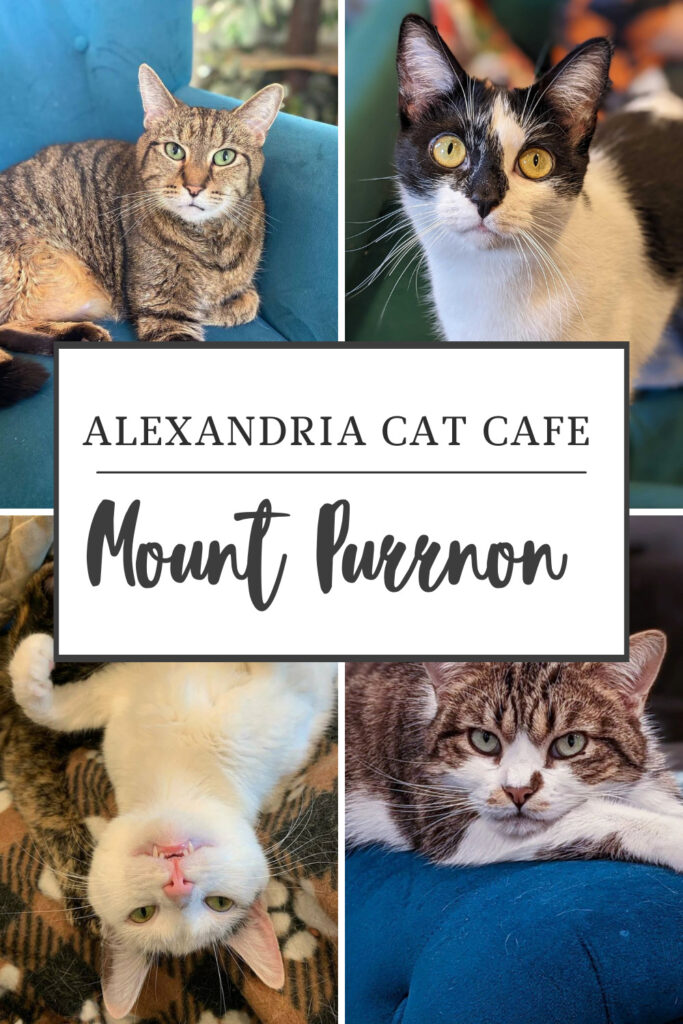 Alexandria VA things to do