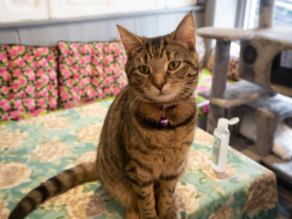 best cat cafe uk