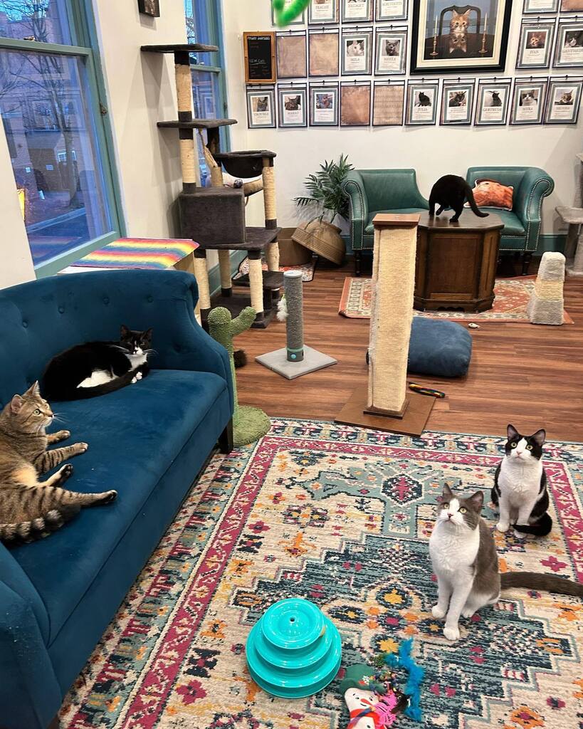 Mount Purrnon Cat Café and Wine Bar in Alexandria, Virginia