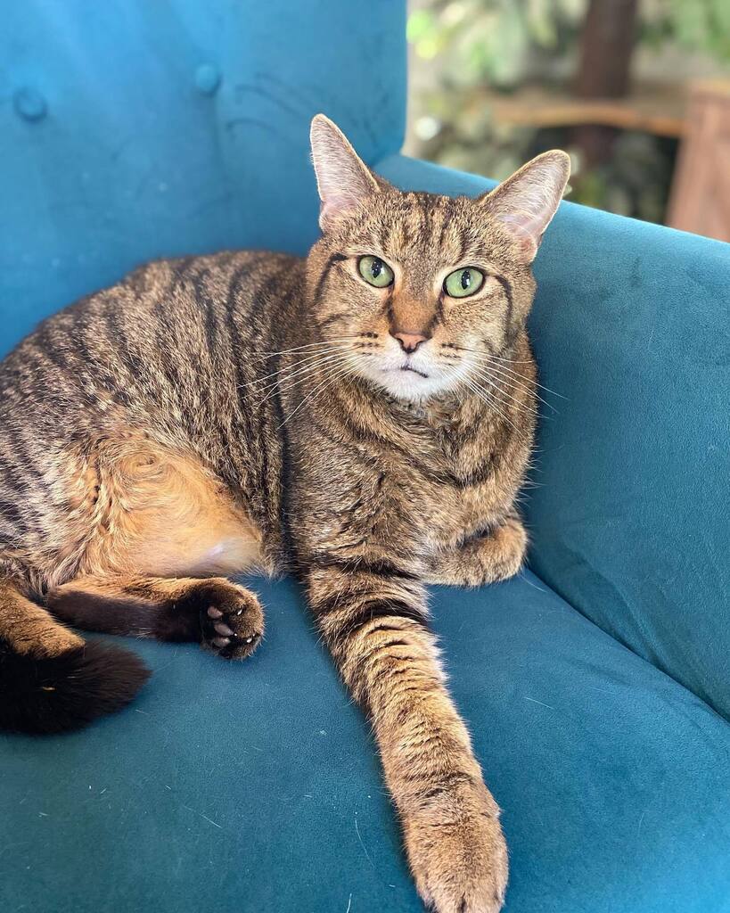 Mount Purrnon Cat Café and Wine Bar in Alexandria, Virginia