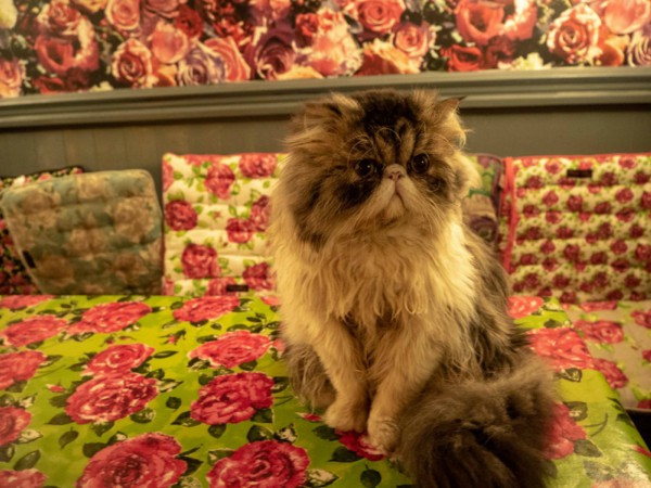 cat cafe england