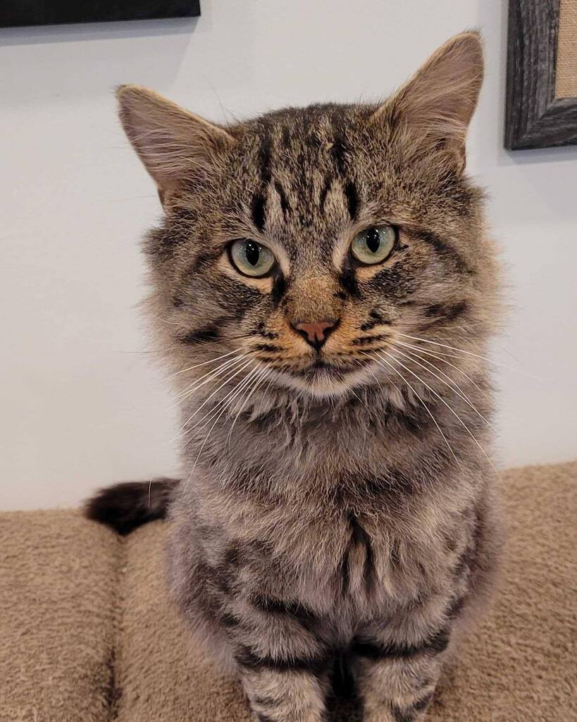 Mount Purrnon cat café in Virginia