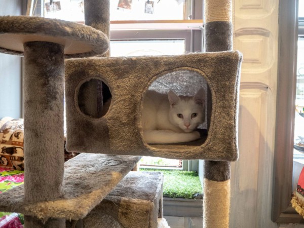 cat cafe stratford upon avon