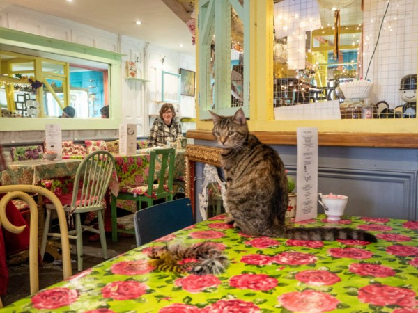 cat cafe stratford upon avon