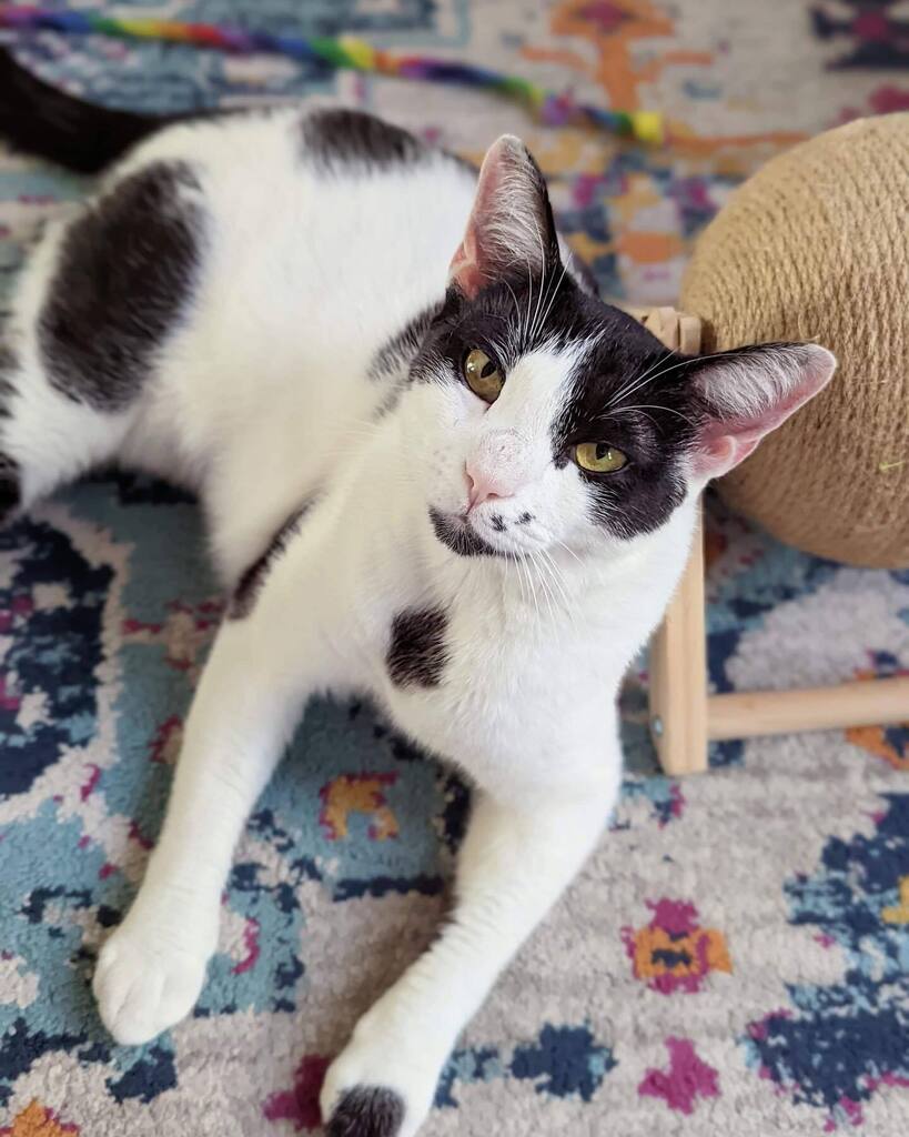Mount Purrnon Cat Café and Wine Bar in Alexandria, Virginia
