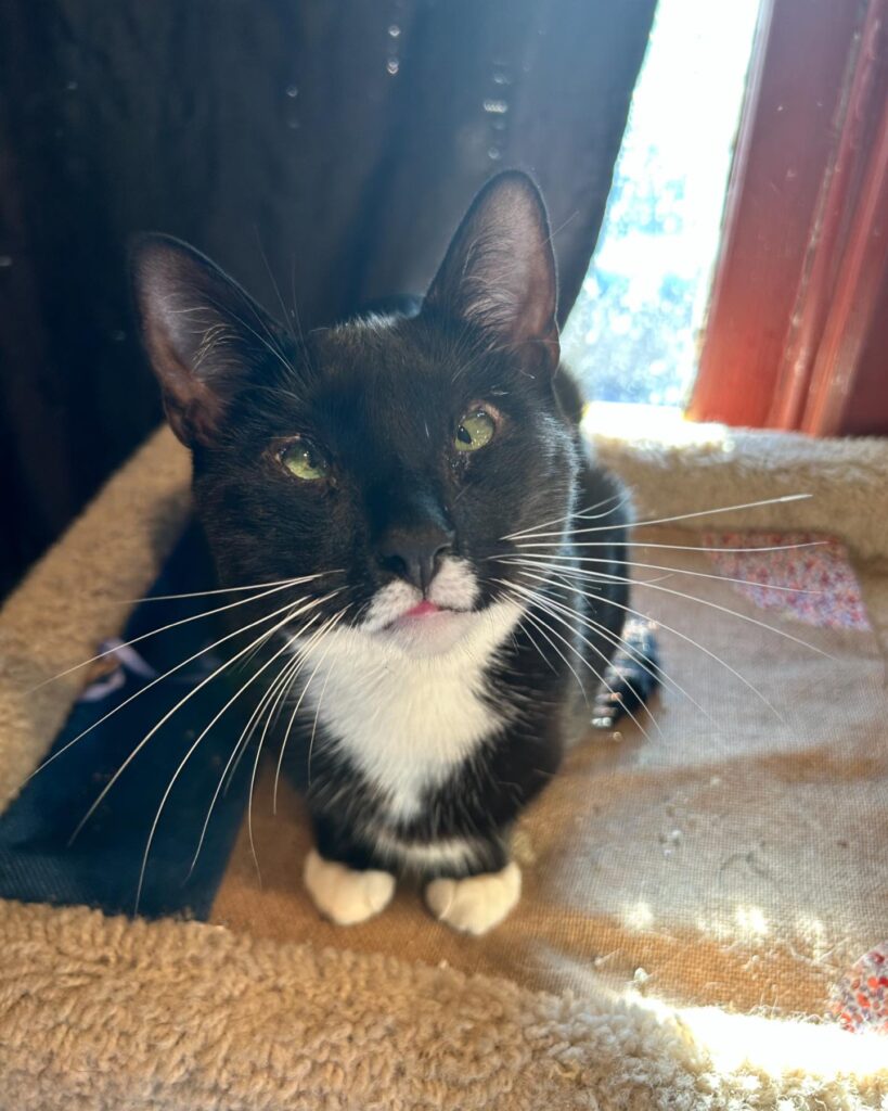 Mount Purrnon Cat Café and Wine Bar in Alexandria, Virginia