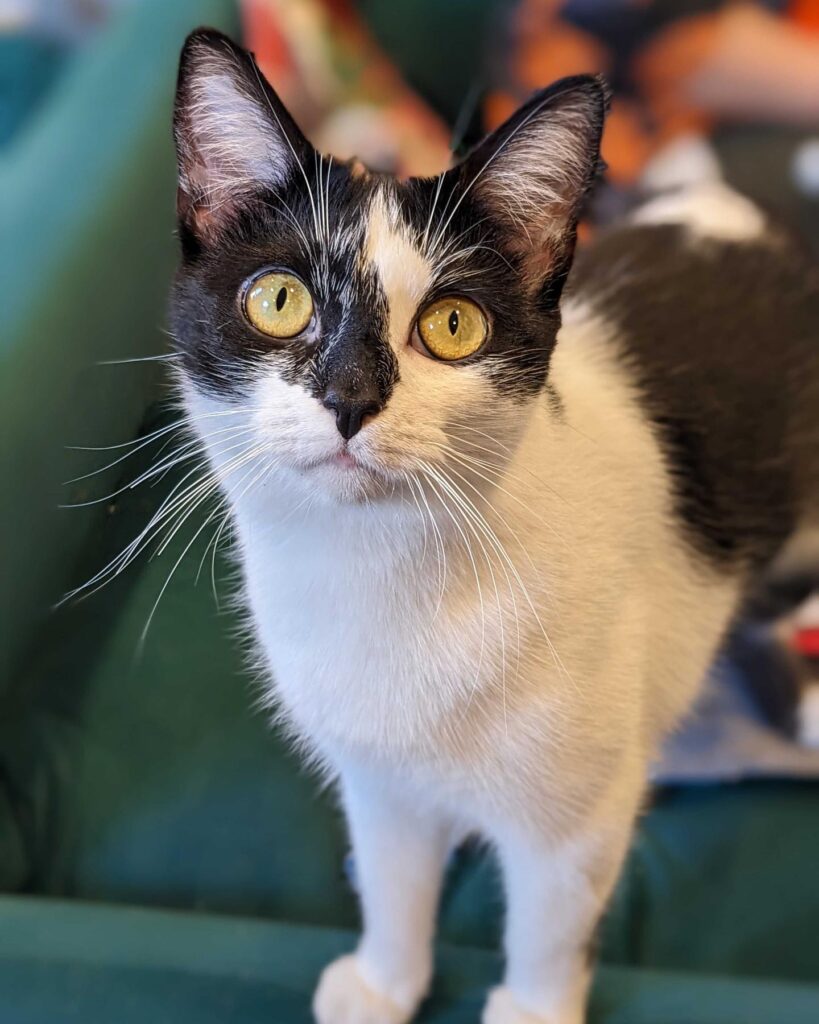 Marlee at Mount Purrnon Cat Café and Wine Bar in Alexandria, Virginia
