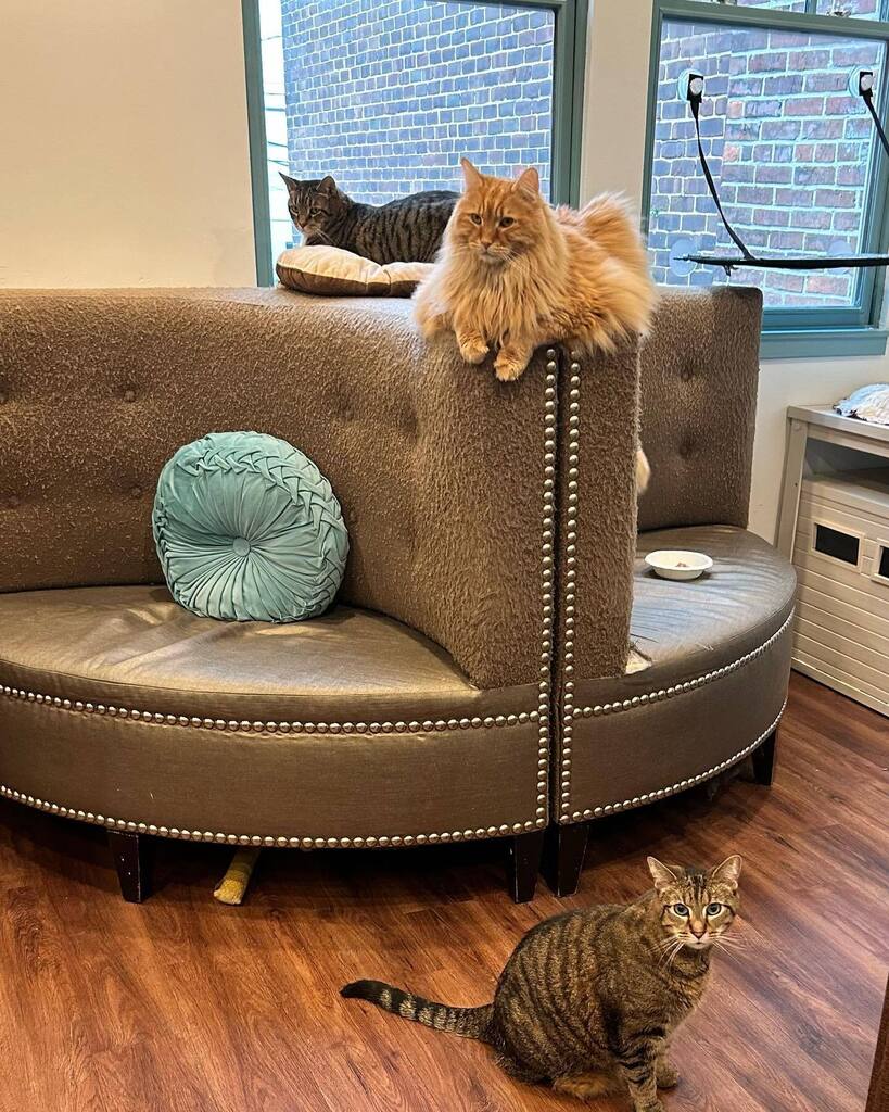 Mount Purrnon Cat Café and Wine Bar in Alexandria, Virginia