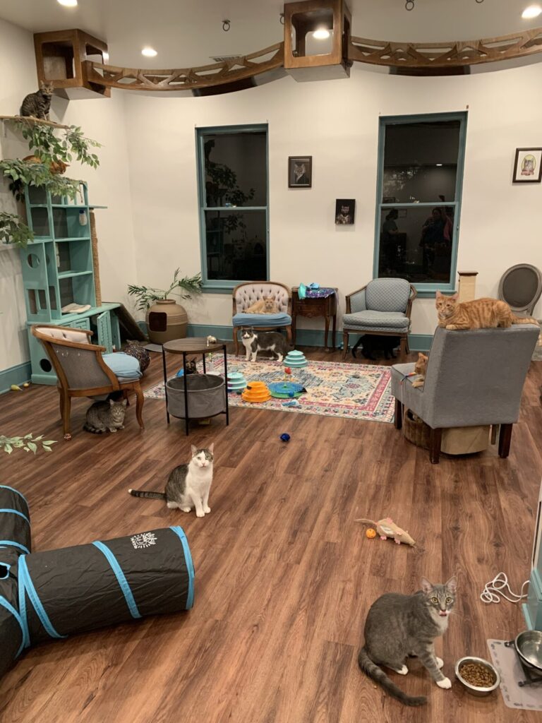 Mount Purrnon Cat Café and Wine Bar in Alexandria, Virginia